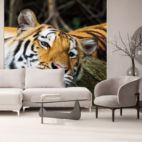 Sticker Goldener Tiger mit geschlossenen Augen