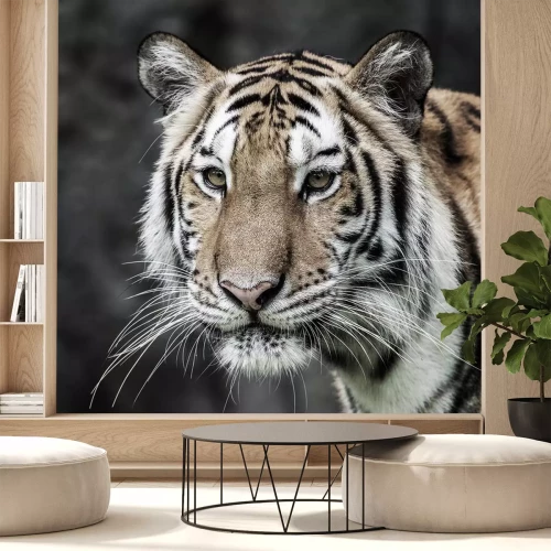 Sticker Tiger mit langen weißen Schnurrhaaren Porträt