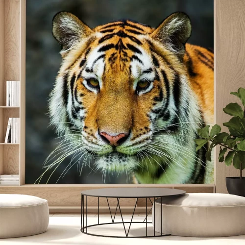 Sticker Tiger Nahaufnahme der Schnauze