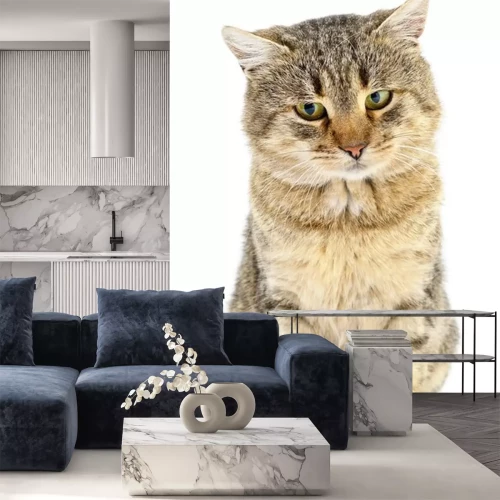 Sticker Katzen Hauskatze mit flauschigem Fell