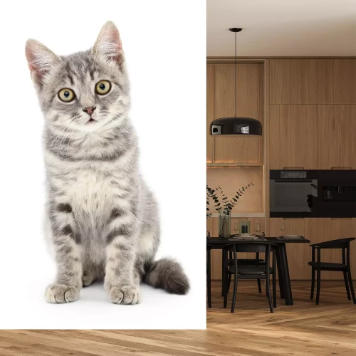 Sticker Katzen neugierige Katze mit grauem Fell mit dunkleren Akzenten