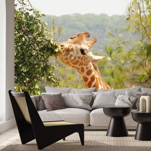 Sticker Giraffe frisst Blätter vom Baum