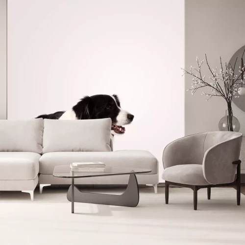 Sticker Hirtenhund Border Collie mit zwei weißen Pfoten