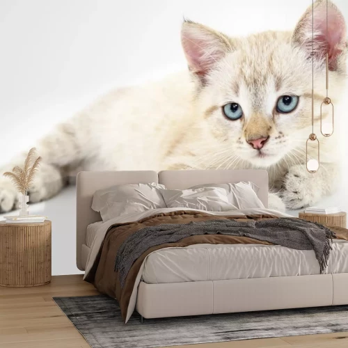 Sticker Katzen weiße Katze mit traurigen blauen Augen