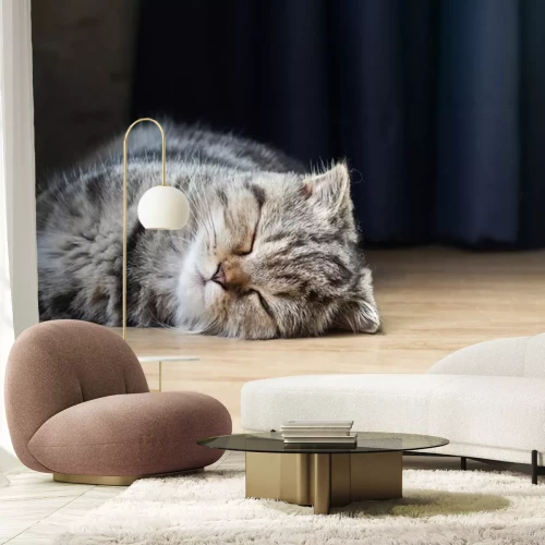 Sticker Katzen Hauskatze auf dem Boden liegend