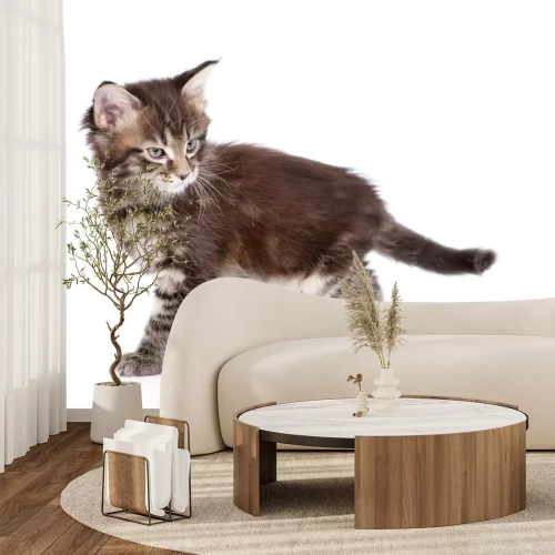 Sticker Katzen kleine Hauskatze läuft voraus