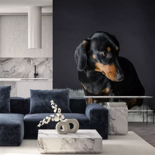 Sticker Hunde Porträt eines Dackels mit schwarzem und glänzendem Fell