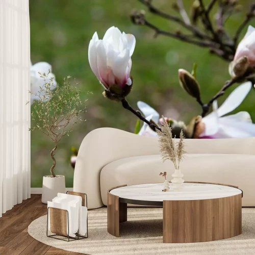 Fototapete Blühende Magnolien