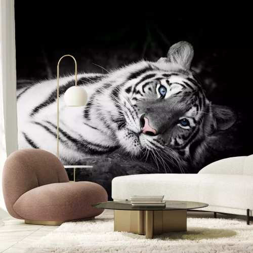 Fototapete Weißer tiger mit blauen augen