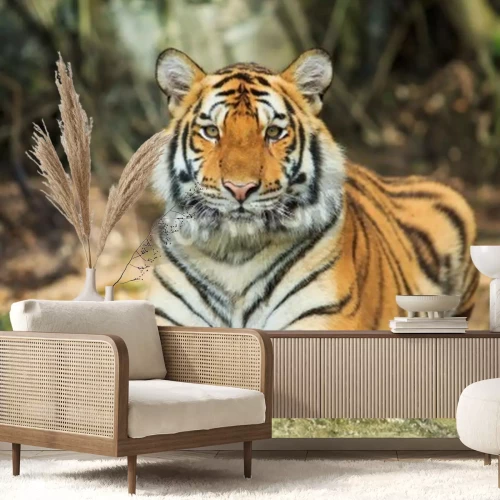 Fototapete Tiger, der sich auf einem stein ausruht