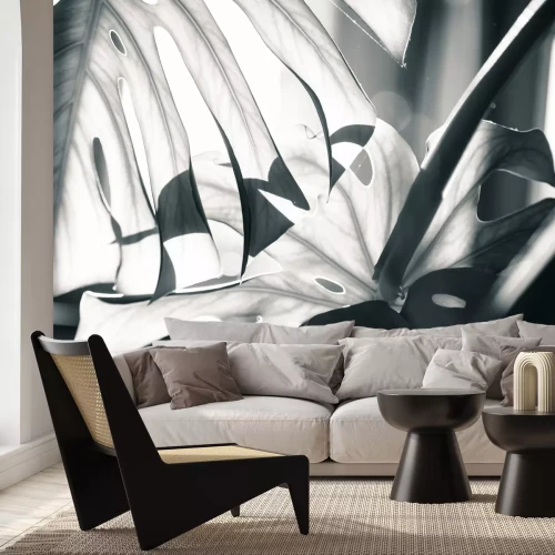 Fototapete Licht auf Monstera