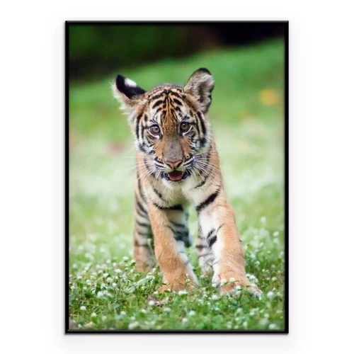 Poster Bengal-Baby-Tiger geht über eine Wiese.
