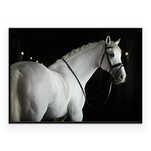 Poster Ein weißes Pferd in einem dunklen Stall