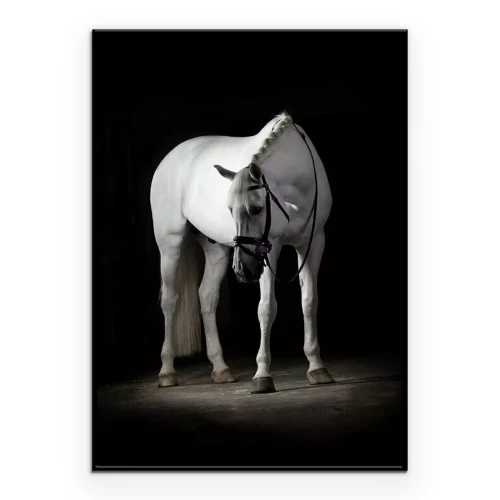 Poster Ein weißes Ross, umgeben von Dunkelheit