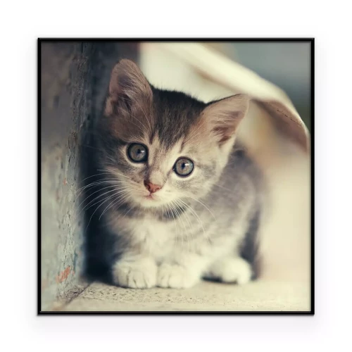 Poster Kleine niedliche Kätzchen Standort draußen
