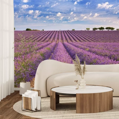 Fototapete Weites Lavendelfeld unter blauem Himmel
