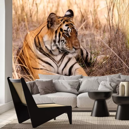 Fototapete In der savanne liegender tiger