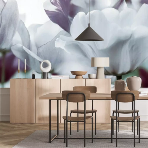 Fototapete Weiße und pudrige Tulpen Nahaufnahme