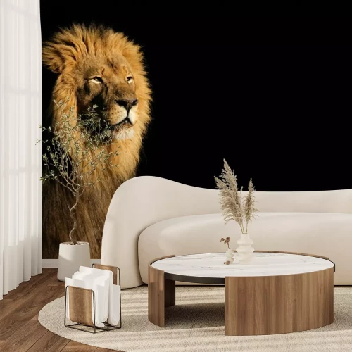 Sticker Porträt eines großen männlichen afrikanischen Löwen (Panthera leo) vor einem schwarzen Hintergrund, Südafrika.