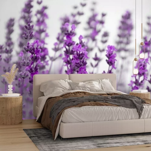 Fototapete Feld Lavendelblüten