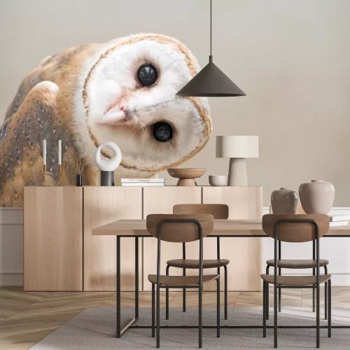 Fototapete Niedliche Schleiereule aus nächster Nähe