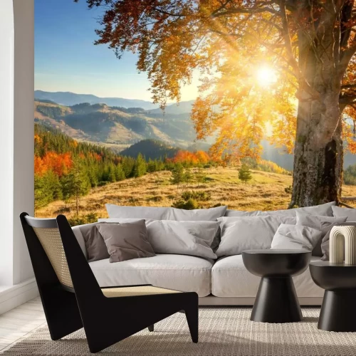 Fototapete Sonne über einer Waldlichtung