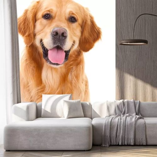 Sticker Tiere Biskuit Golden mit glücklichen Augen