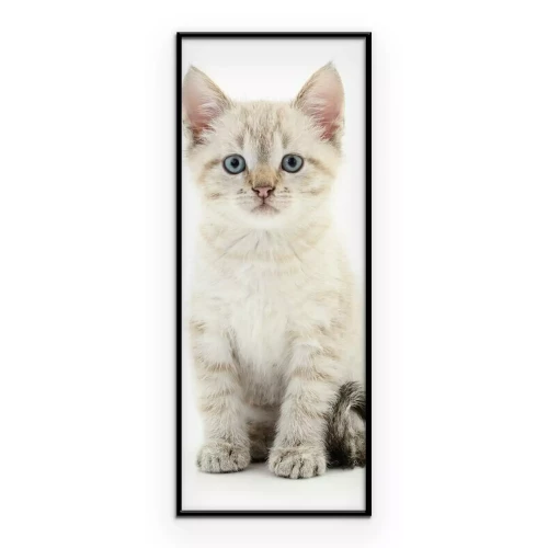 Poster Ein graues Kätzchen sitzt vor hellem Hintergrund.