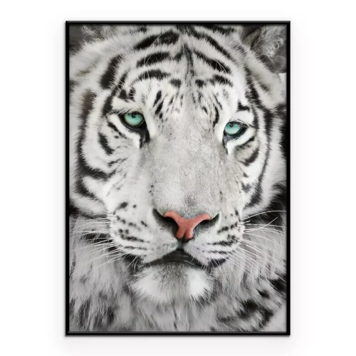 Poster Ein Tiger mit blauen Augen