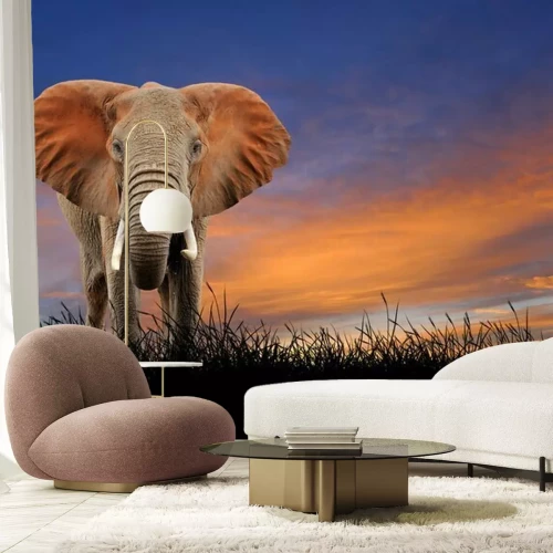 Fototapete Elefant bei Sonnenuntergang