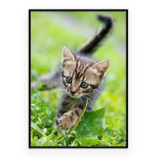 Poster Eine kleine graue Katze im Gras
