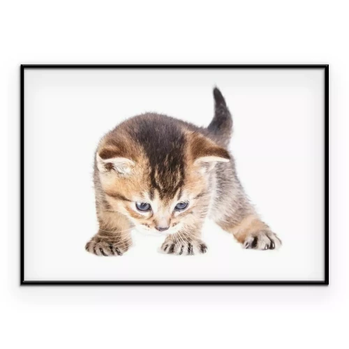 Poster Graues Kätzchen auf weißem Hintergrund