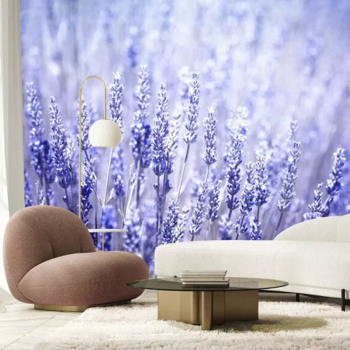 Sticker Schöne verschwommen blühende Lavendel Pflanzen Nahaufnahme Hintergrund. Violet blauen Farbfilter und selektiven Fokus verwendet.