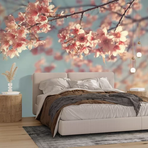 Fototapete Kirschzweig im Frühjahr