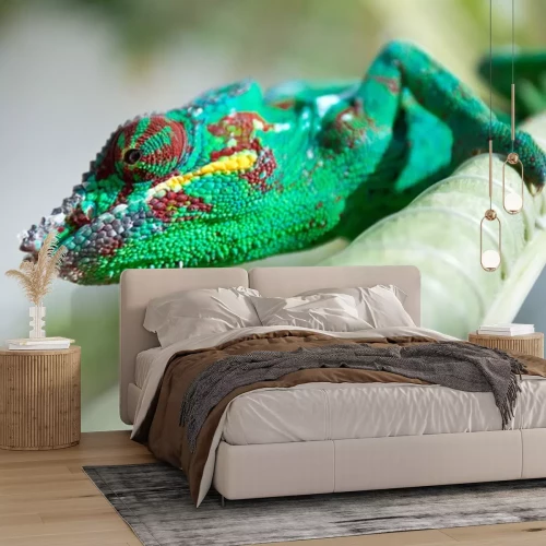 Sticker Tiere Chamäleon Nahaufnahme am Auge