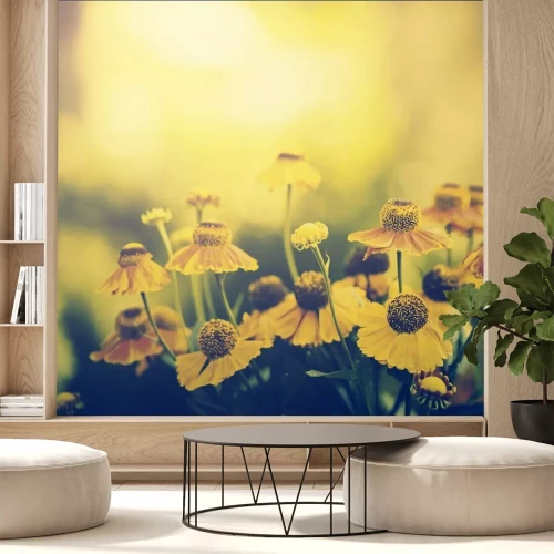 Fototapete Gelbe Blumen in der untergehenden Sonne