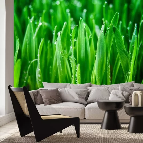 Fototapete Grünes Gras