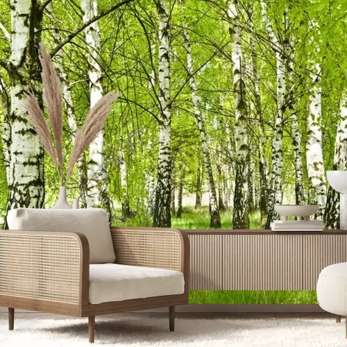 Fototapete Brzozowy zagajnik wczesną wiosną w pogodny dzień, Młode Brzozy z młodymi zielonymi liśćmi w świetle słońca.