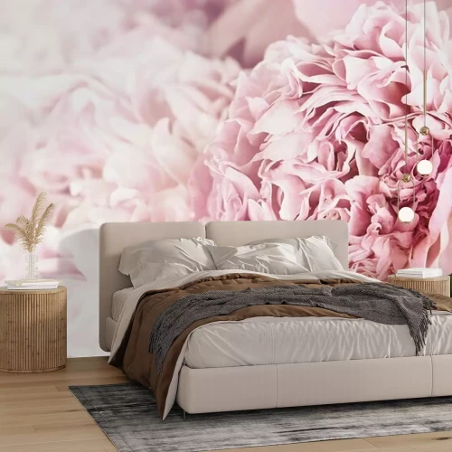 Fototapete Pfingstrosen und Sonnenlicht