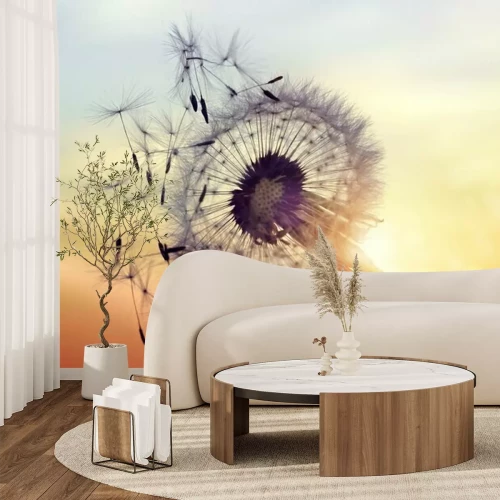 Fototapete Löwenzahn Silhouette gegen Sonnenuntergang