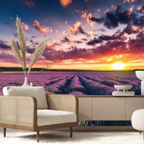 Fototapete Lavendel blühende Felder in endlosen Reihen. Sonnenuntergang Schuss.