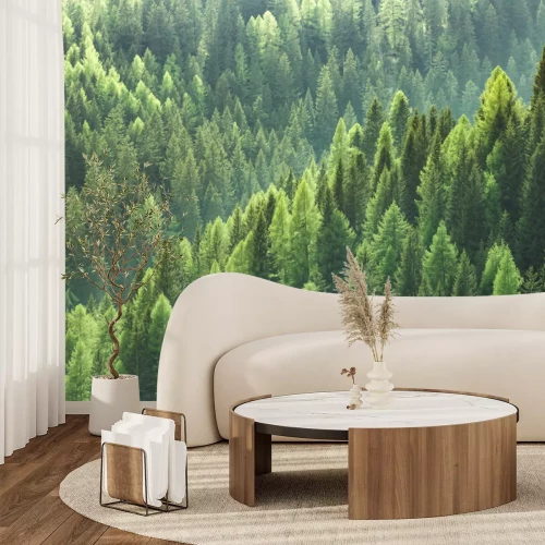 Fototapete Nadelwaldlandschaft aus der Vogelperspektive