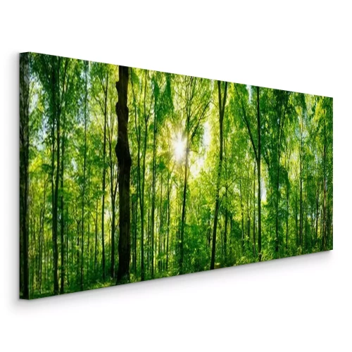 Bild Sonne scheint durch Äste in einem grünen Wald