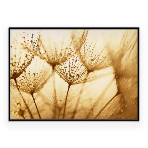 Poster Pflanzensamen mit Wassertropfen