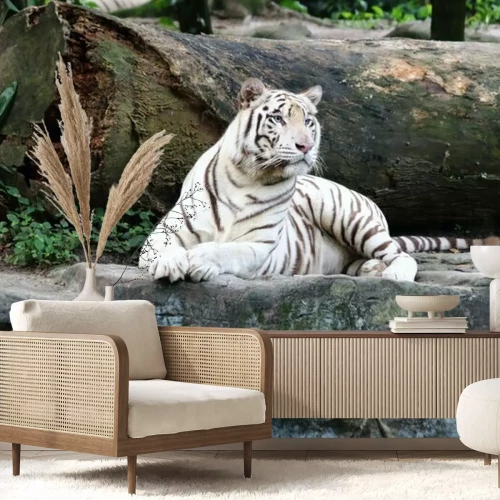 Fototapete Weißer tiger auf felsen