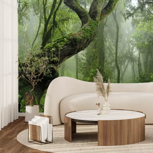 Fototapete Moosbedeckte Bäume im Dschungel