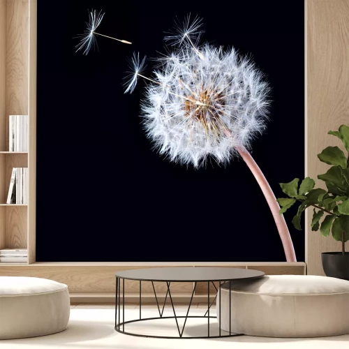 Fototapete Einzelne Pusteblume auf schwarzem Hintergrund