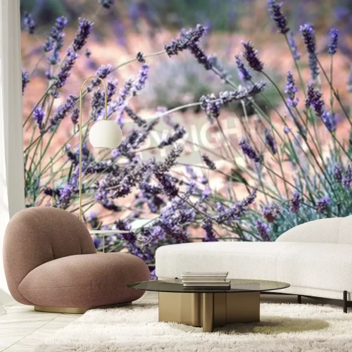 Fototapete Lavendelzweige auf einer Wiese