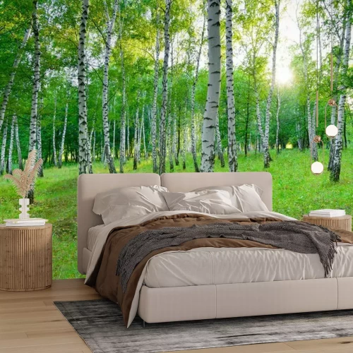 Fototapete Sommer im Birkenwald