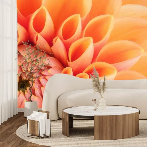 Fototapete Chrysantheme aus nächster Nähe